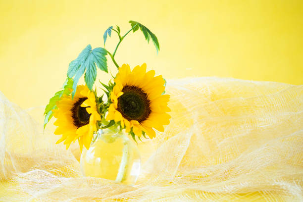 One sunflower on orange background
