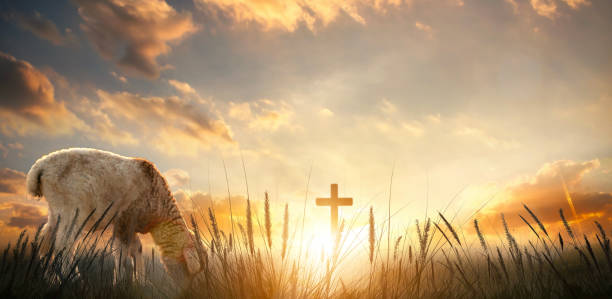 istock Llama and cross in the meadow with sunset sky background 2164134750