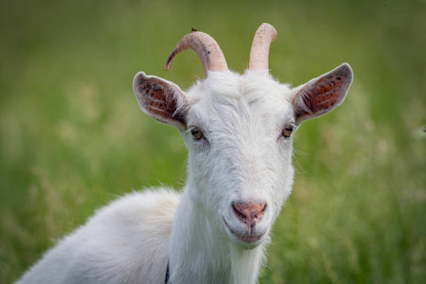 istock A goat is standing in a field in close-up. 2164135524