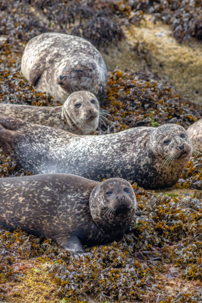 istock Common harbor seals, Phoca vitulina, hauled out on rocks 2164136246