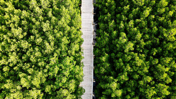 Aerial view of luscious mangrove forest boardwalk