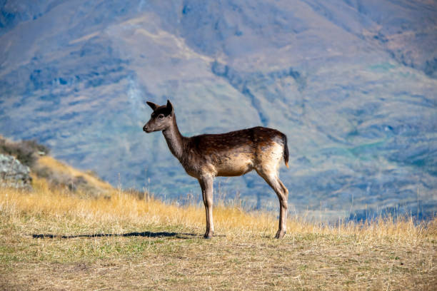 istock Baby Fallow Deer in Deer Park Heights 2164137439