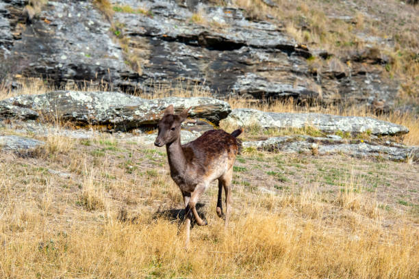 istock Baby Fallow Deer in Deer Park Heights 2164137555