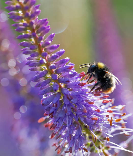 Bumble bee on Speddwell Flower,Eifel,Germany.