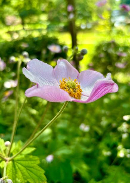 istock Pink summer flower 2164139170