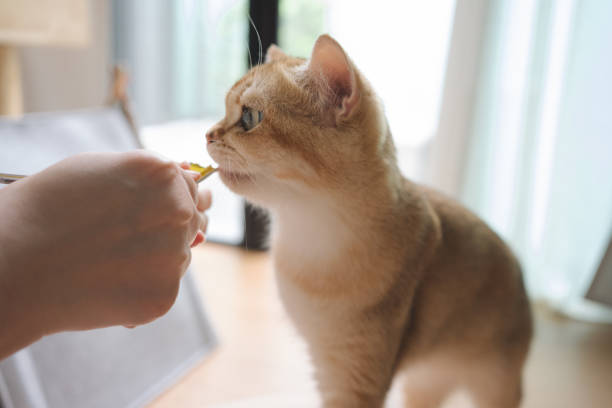 istock happy with cat concept with british cat eat  with modern home decoration background 2164140842