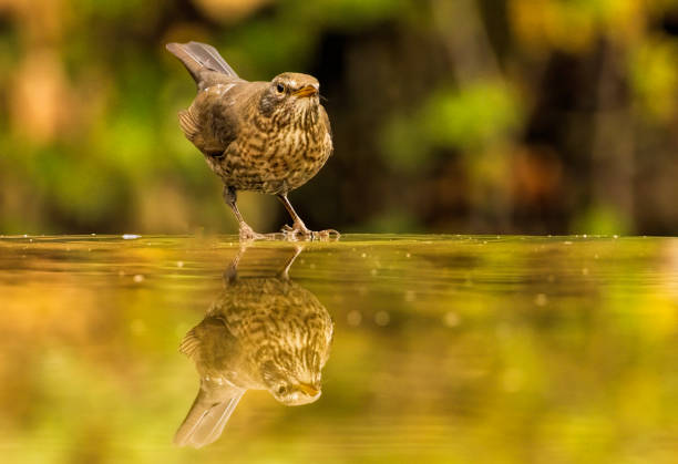 istock Blackbird sitting on the ground 2164141526