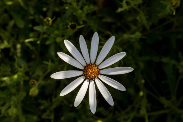 Dimorphotheca pluvialis, white African daisy, Cape marigold, weather prophet, flowers