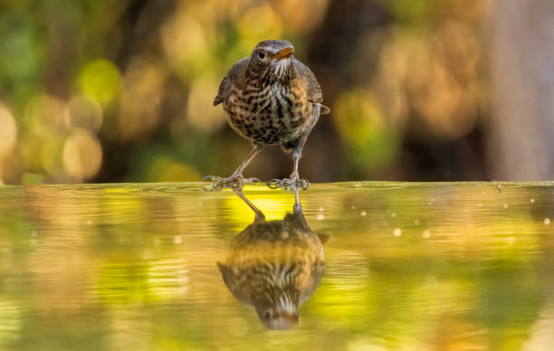 istock Blackbird sitting on the ground 2164141625