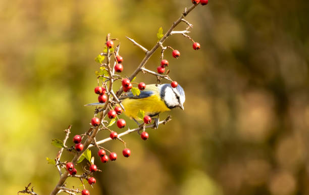 istock Blue tit drink water and sitting on branch 2164141713