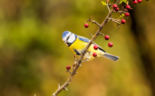 istock Blue tit drink water and sitting on branch 2164141745