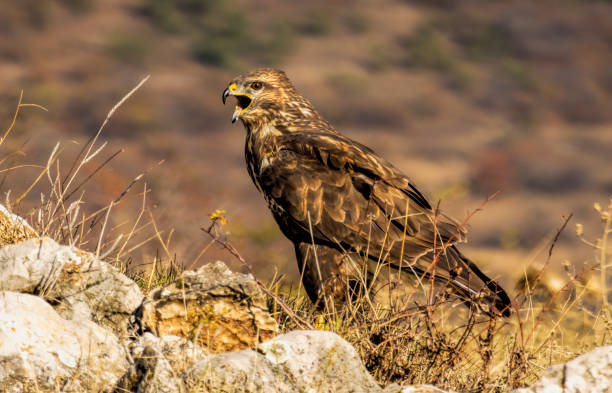 istock Common Buzzard in to the forest 2164142027