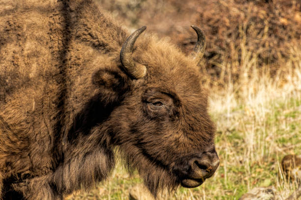 European Bison reintroduced on the Balkans