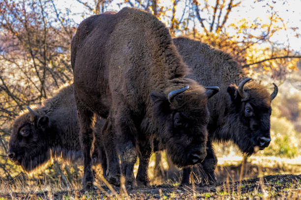 istock European Bison reintroduced on the Balkans 2164142452