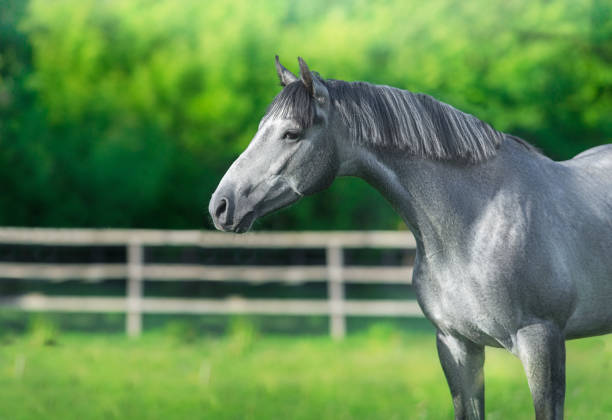 A white horse in the stable