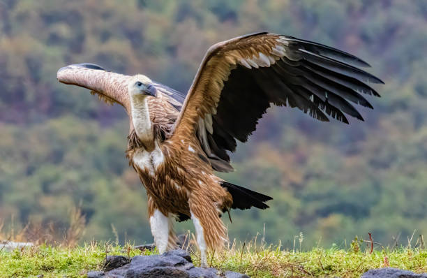 Griffon Vulture (Gyps fulvus) on feeding station
