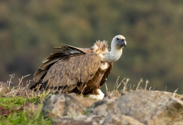 istock Griffon Vulture (Gyps fulvus) on feeding station 2164142778