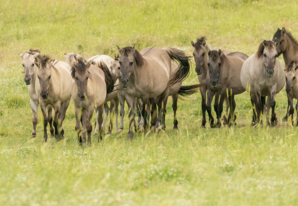 A herd of wild horses in their natural habitat, eating grass