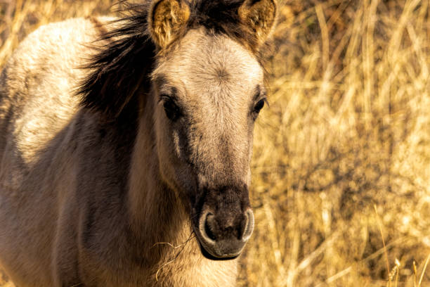 The nobility of the young thoroughbred horse