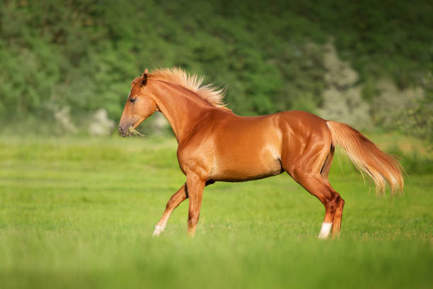 Red horse free run in spring green field