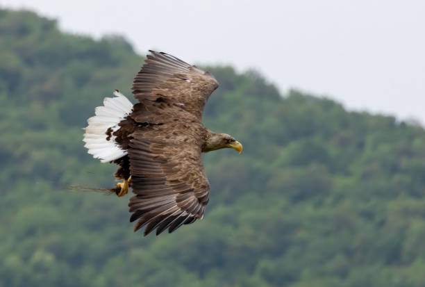 istock White-tailed Sea eagle sitting on feeding station 2164143975