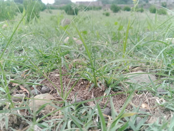 istock Green grass Close-up field background. 2164144324