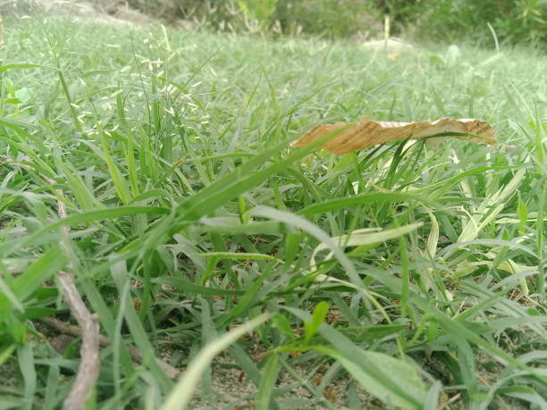 Grass path on the hill.