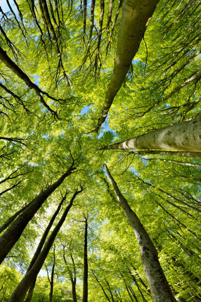 istock Forest of Tall Beech Trees in Early Spring, low angle shot 2164145374