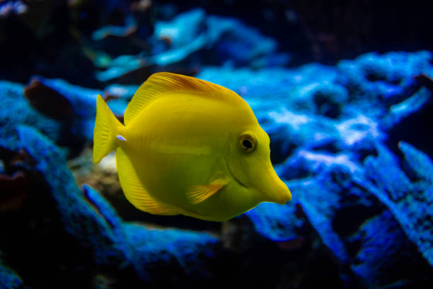 A beautiful yellow fish swimming in a tropical reef. The name of this fish is yellow tang.