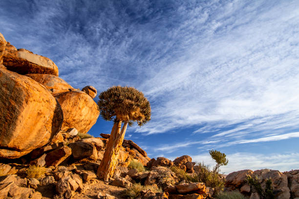 Quiver Tree in Namib Desert, Namibia