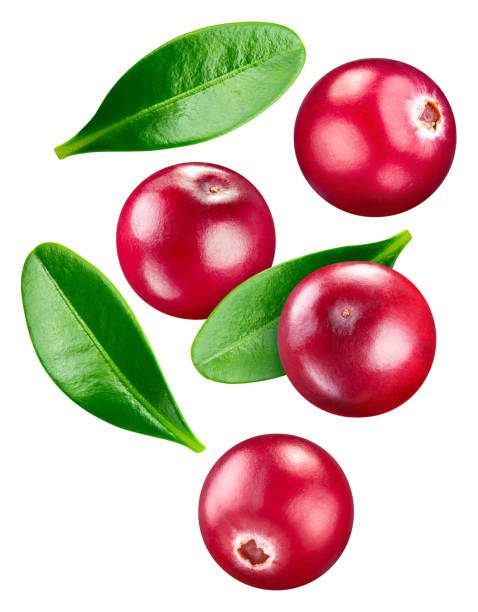 istock Cranberry isolated on white background 2164146562