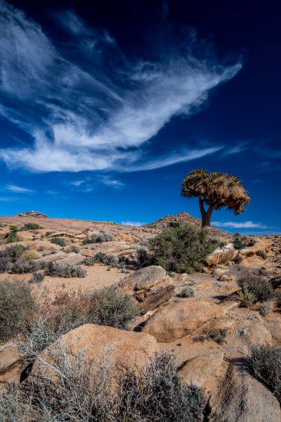 istock Wide angle portrait image of quiver tree and rocks 2164146605