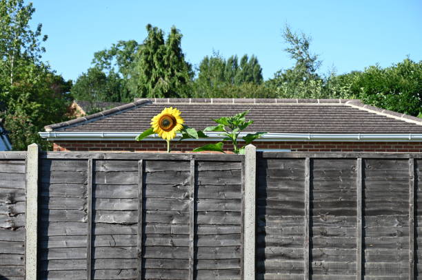 yellow blooming sunflower in the city