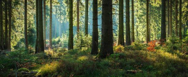 istock Sunny Forest of Spruce Trees in Autumn, Panorama 2164148810
