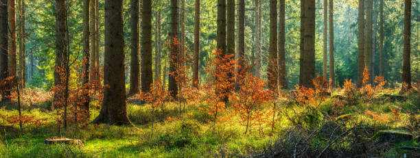 istock Panorama of Sunny Spruce Tree Forest in Autumn 2164148952