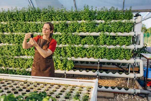istock A smiling female gardener performs quality control of basil and arugula planted in a hydroponics greenhouse 2164149090