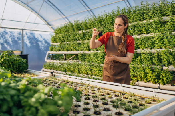 istock A female agricultural worker in an apron performs quality control of basil and arugula planted in a hydroponics greenhouse 2164149096