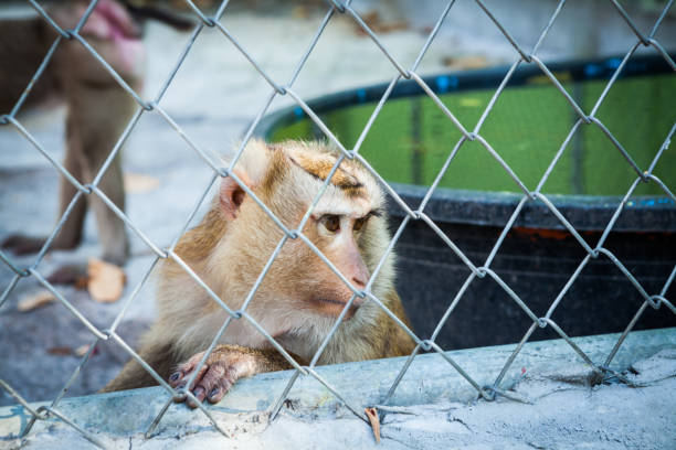 istock Sad monkey in a cage at the zoo. 2164149232