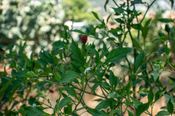 Red chili peppers and its flowers