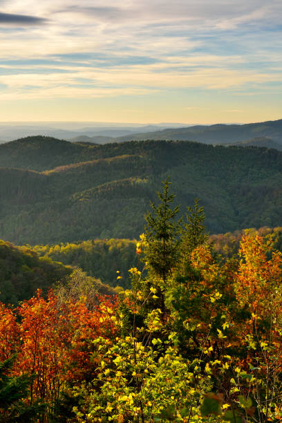 istock Evening View over endless forests in autumn, trees with clourful leaves 2164149372