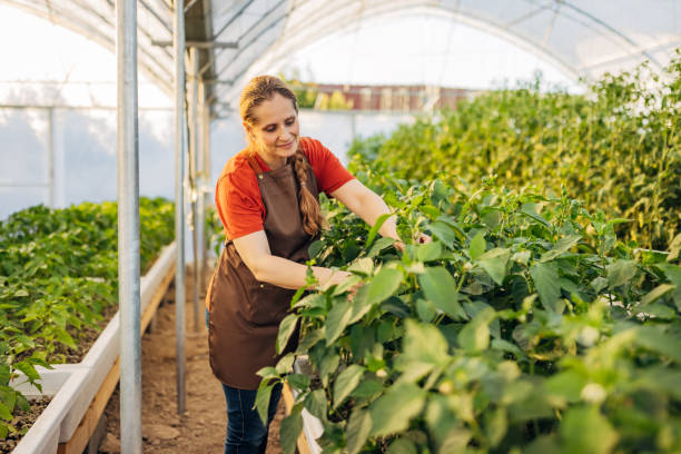 istock Smiling female farmer goes through a hydroponic greenhouse and performs quality control of planted plants 2164149613