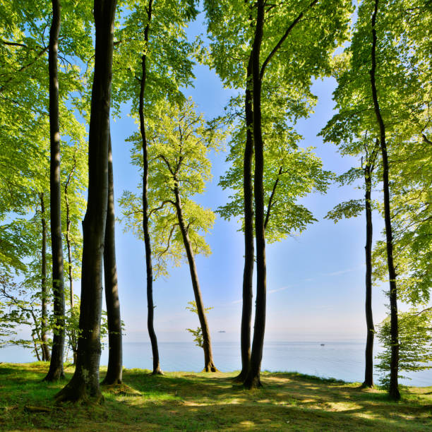 istock Coastal Forest of Beech Trees in Spring, view over the Baltic Sea 2164150121