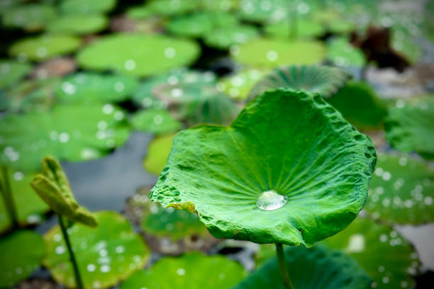 Water on a green lotus leaf