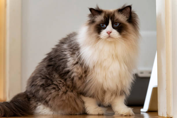 istock Young adult Ragdoll cat with blue eyes 2164154932