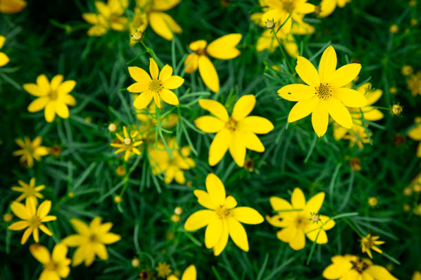 istock Yellow Coreopsis Verticillata Flowers Wallpaper Background, Whorled Tickseed, Floral Pattern for Nature-Themed Decoration, Vibrant Yellow Blooms for Garden-Inspired Wallpaper or Desktop Background 2164155368
