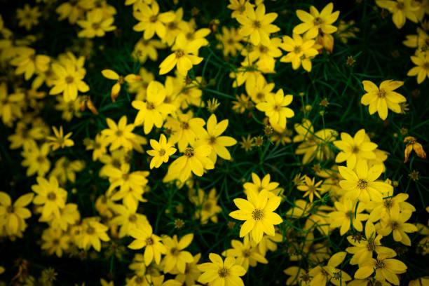 istock Yellow Coreopsis Verticillata Flowers Wallpaper Background, Whorled Tickseed, Floral Pattern for Nature-Themed Decoration, Vibrant Yellow Blooms for Garden-Inspired Wallpaper or Desktop Background 2164155417