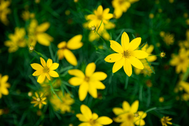 istock Yellow Coreopsis Verticillata Flowers Wallpaper Background, Whorled Tickseed, Floral Pattern for Nature-Themed Decoration, Vibrant Yellow Blooms for Garden-Inspired Wallpaper or Desktop Background 2164155476