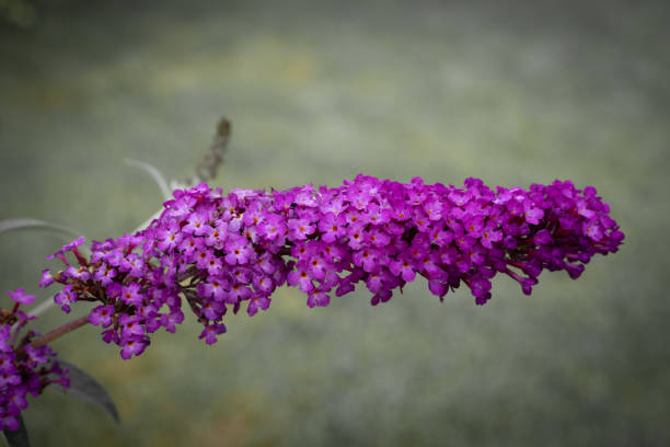 Garden theme Butterfly bush Buddleia davidii Floral Pattern for Nature-Themed Decoration, Vibrant pink Blooms for Garden-Inspired Wallpaper or Desktop Background