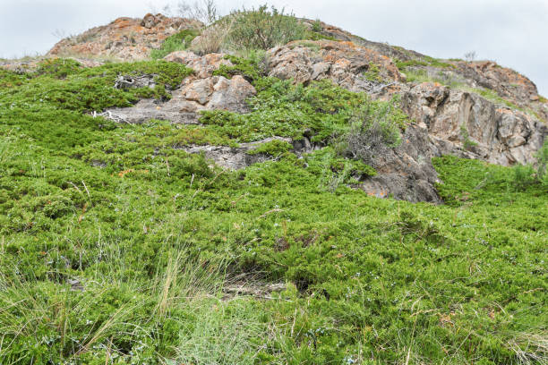 istock Rocky hillside with green plants and grass on a cloudy day 2164155541