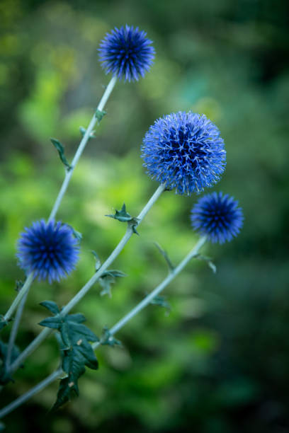 istock Garden summer theme - Globe thistle Echinops ritro amazing blue flowers Floral Pattern for Nature-Themed Decoration, Vibrant blue balls for Garden-Inspired Wallpaper or Desktop Background 2164155543